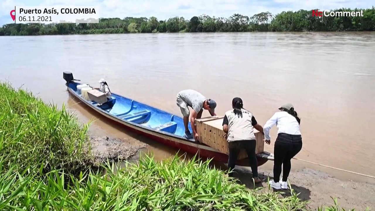 40 turtles are released into the nature to celebrate anti-deforestation pact in Colombian Amazon