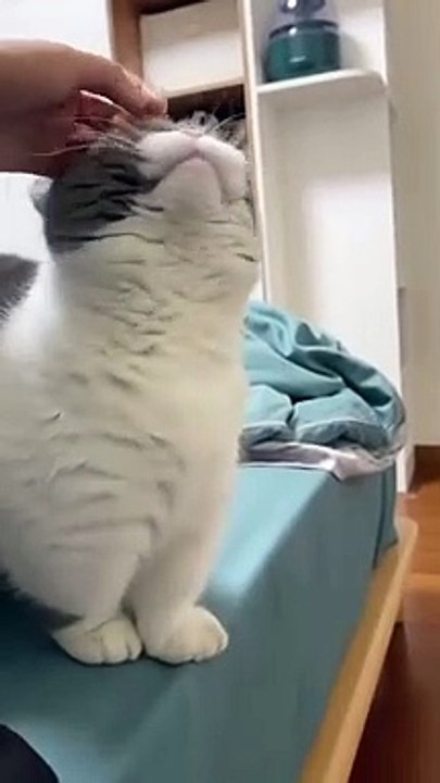 spoiled cat