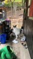 Goat Faints and Falls From Porch