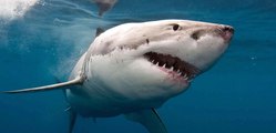 Los científicos pueden haber descubierto por qué algunos tiburones atacan a los humanos