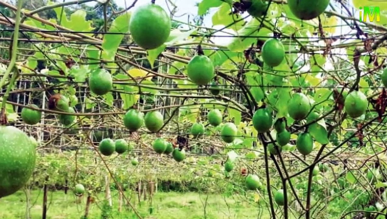 Passion Fruit l Health Benefits of Passion Fruit l I Memory