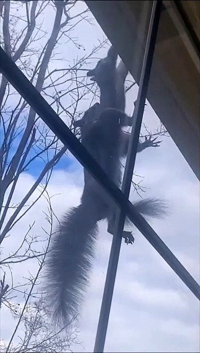 Mais que font donc ces 2 écureuils ???