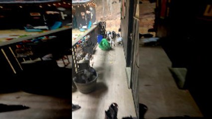 Goat Faints and Falls From Porch