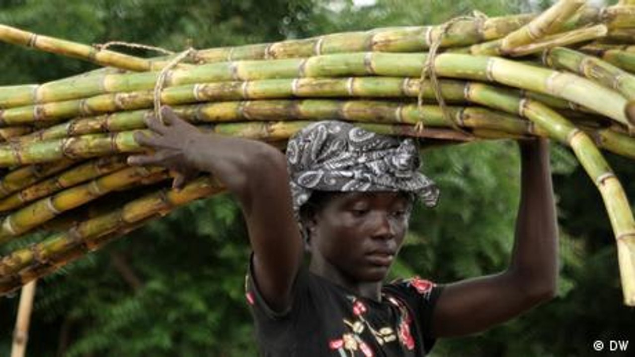 Nachhaltiges Zuckerrohr in Ghana
