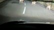 Découvrez les images insolites d'une habitante de Montlebon dans le Haut-Doubs qui est tombée nez à nez sur la route en pleine nuit avec une une famille de lynx