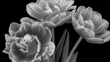 Cynthia Erivo - You're Not Here