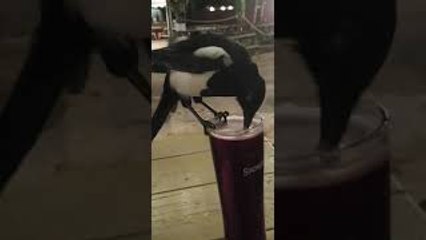 Magpie Steals A Sip of Cider