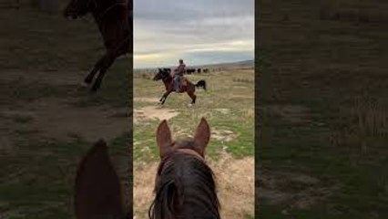 Horse Gives Morning A Kick Start