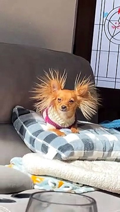 Eevee the Long-Haired Chihuahua with Static Ear Hair
