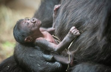 Cleveland Zoo Welcomes Its First-ever Baby Gorilla