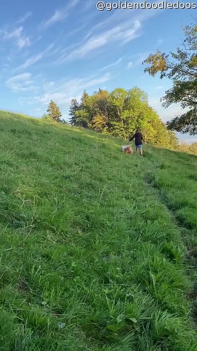 Cow Chases Two Goldendoodles