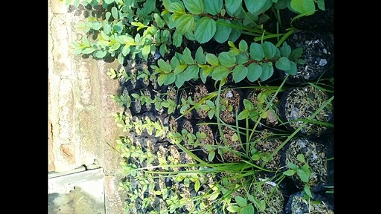 Bidara Arab Langsung dari Petani harga grosir WA 0856-4711-3319 - AninditaMadiun