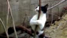 Cool cats dance