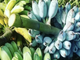 BLUE BANANAS! People from all over the world are traveling to Arizona for a tree - ABC15 Digital