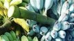 BLUE BANANAS! People from all over the world are traveling to Arizona for a tree - ABC15 Digital
