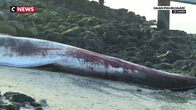 Calais : une baleine de 19 mètres s'est échouée dans le port