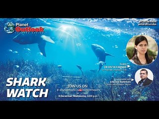 PlanetOutlook turns the spotlight on Shark Watch.