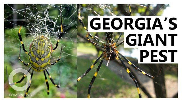 Huge, Alien-Looking Spiders Invading the U.S.