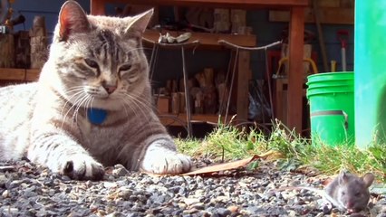 SEEKOR KUCING SEDANG BERMAIN DENGAN TIKUS MEREKA BEGITU BERSAHABAT