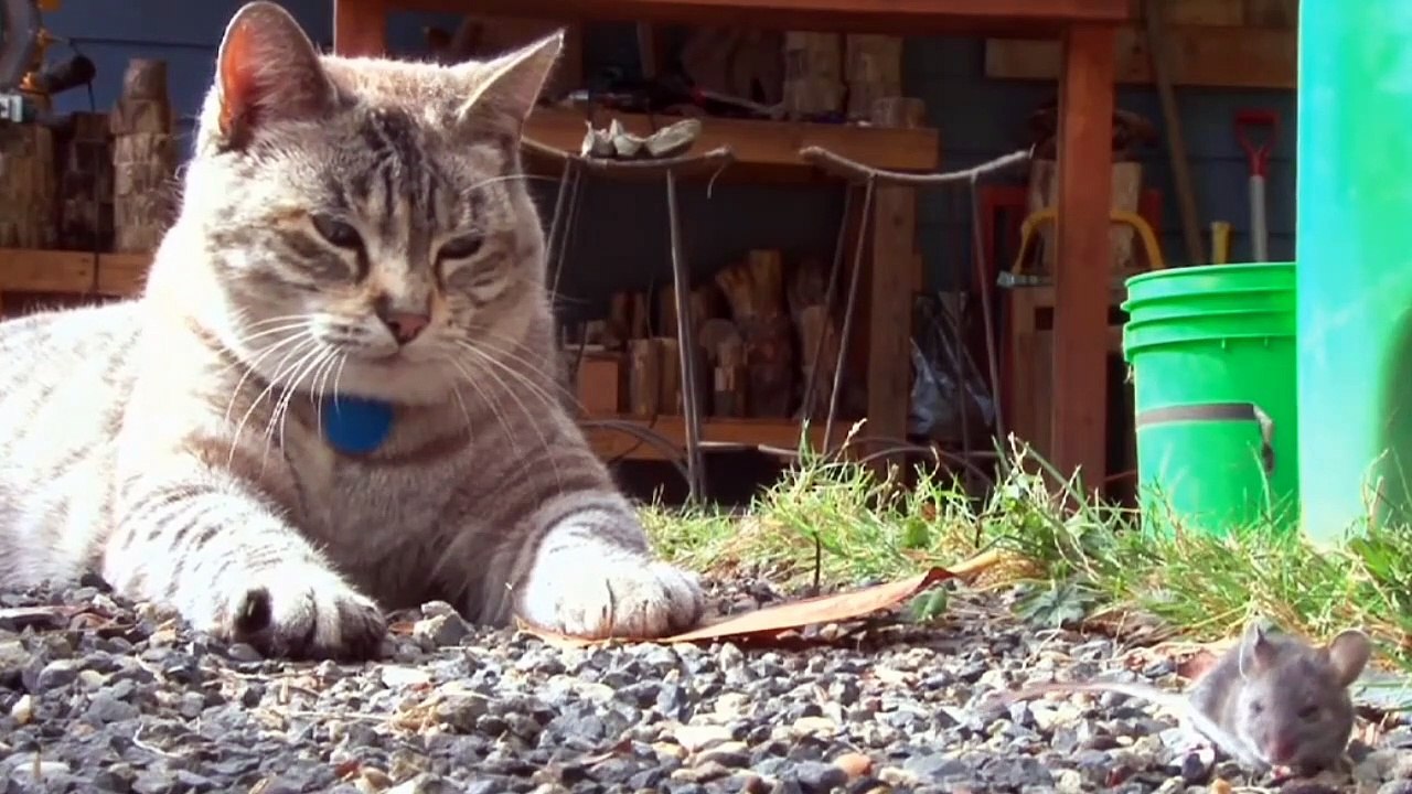SEEKOR KUCING SEDANG BERMAIN DENGAN TIKUS MEREKA BEGITU BERSAHABAT
