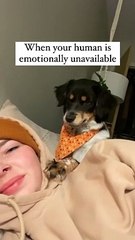 emotional dog-3
