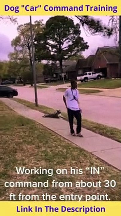 Dog Car Command Training