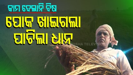 Acres Of Crops Destroyed By Insects In Bhadrak