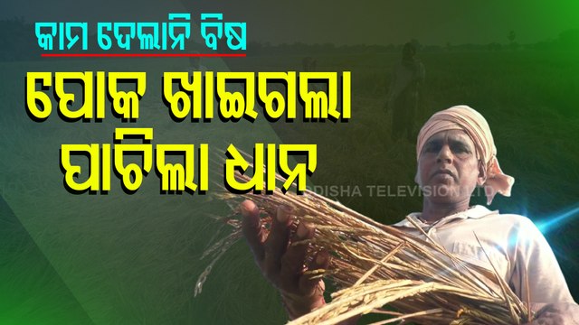 Acres Of Crops Destroyed By Insects In Bhadrak