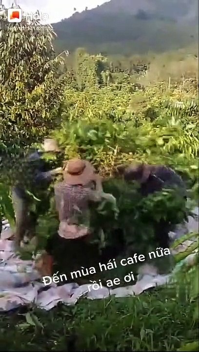 hái cà phê kiểu này ai chơi lại