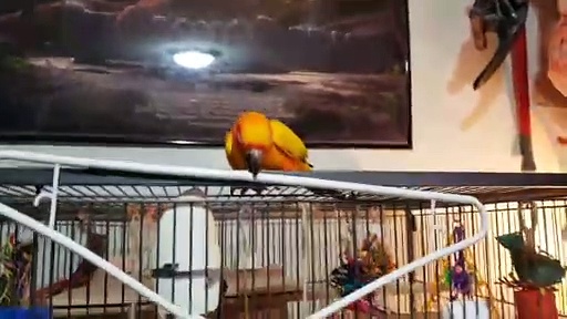 Funny Parrots