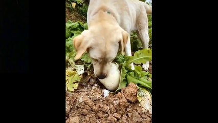 Top Funny Cat Videos Of The Weekly - Try Not To Laugh