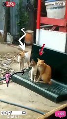 Kucing Lucu cemburu (funny Cat)