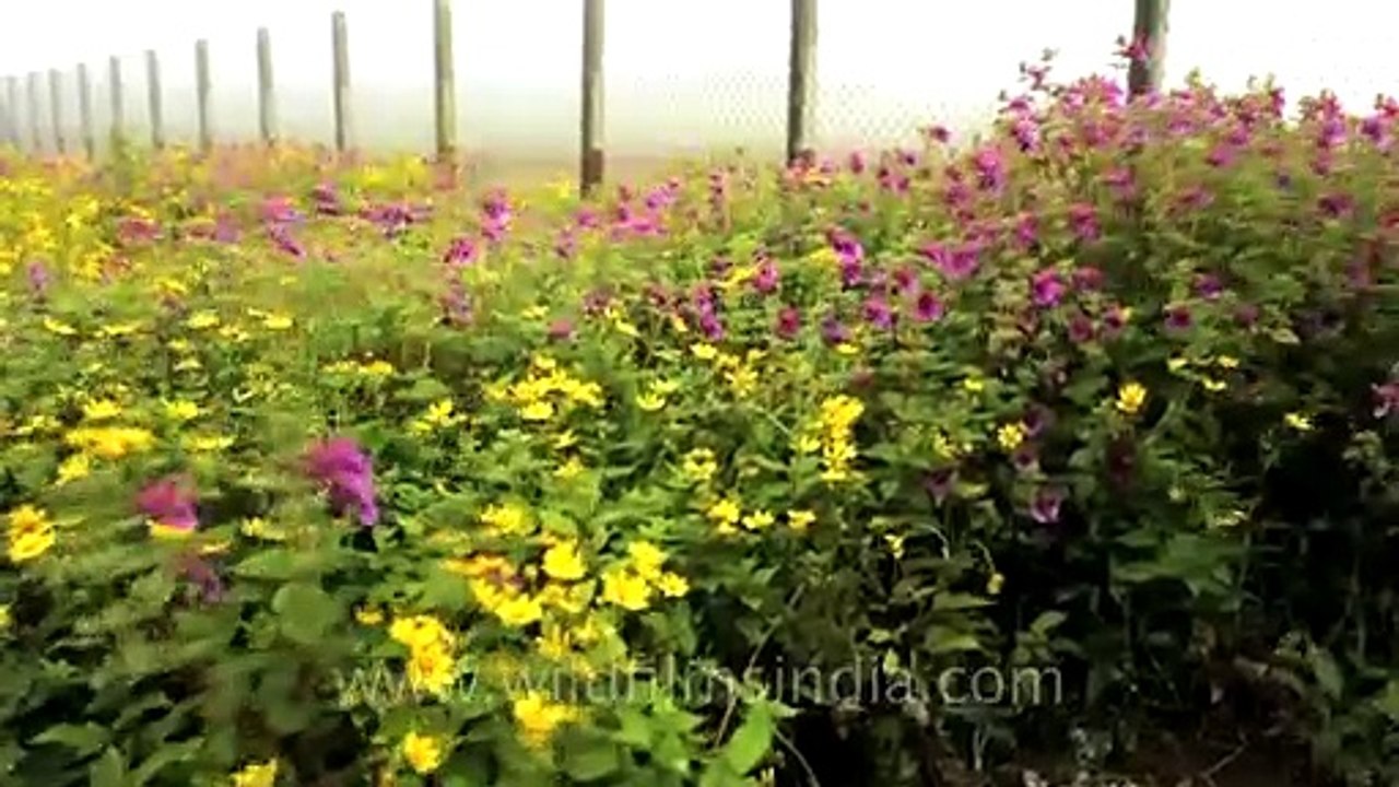 Flowers of a different kind - Kaas plateau of f...