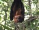 Fruit Bat hanging from a tree