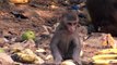 This little Macaque is mad over Bananas !
