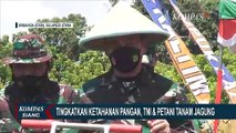 Upaya Mewujudkan Ketahanan Pangan Sulawesi Utara, TNI & Tani Tanam Jagung
