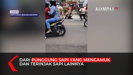 Anak Bupati Sleman Terlempar dari Sapi yang Mengamuk, Ia Dirawat dan Alami Tulang Retak