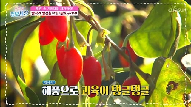 혈관 속 기름때를 제거 해줄 ●발효 구기자● TV CHOSUN 211109 방송