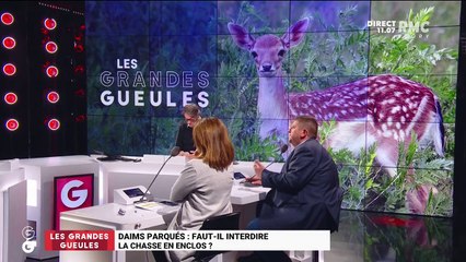 Daims parqués : faut-il interdire la chasse en enclos ? - 09/11