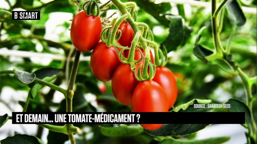 Et demain... Une tomate-médicament ? 