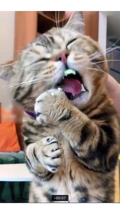 Cute Cats Funny Video 2021 | ✅ #sortvideo