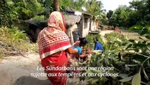 En Inde, des femmes plantent des mangroves pour protéger leur habitat du changement climatique