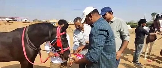 Pushkar fair 2021: खरीद-फरोख्त के लिए पंचमी को खास मानते हैं पशुपालक