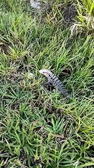 Polícia Ambiental de Umuarama captura lagarto no Jardim Interlagos