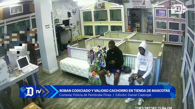 Roban codiciado y valioso cachorro en tienda de mascotas en Pembroke Pines
