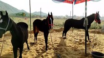 Marwari Horse: बेहद खूबसूरत और फुर्तीले हैं यह मारवाड़ी नस्ल के अश्व