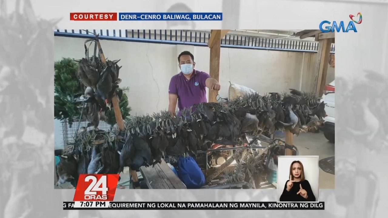 Halos 200 ibon sa isang migratory bird sanctuary na ilegal na hinuli para ibenta, nasagip | 24 Oras