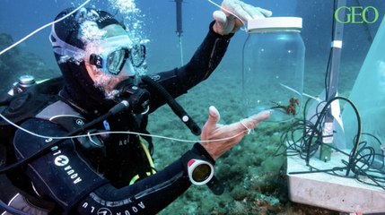 A Monaco, des hippocampes élevés en captivité ont été relâchés en mer