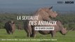 FOCUS • La sexualité des animaux en 10 infos caliente