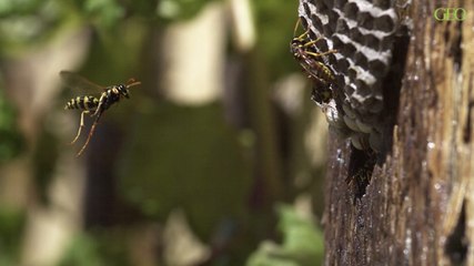 Environnement : des scientifiques ont mené une étude sur le rôle des guêpes dans l’écosystème